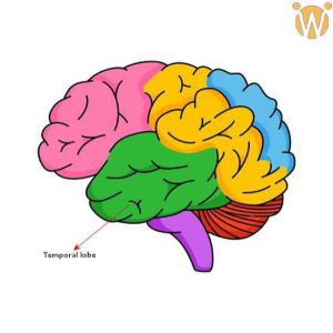 گفتاردرمانگر در حال تمرین شروع گفتار و جمله‌سازی با فرد مبتلا به آفازی حرکتی ترانس‌کورتیکال پس از سکته مغزی